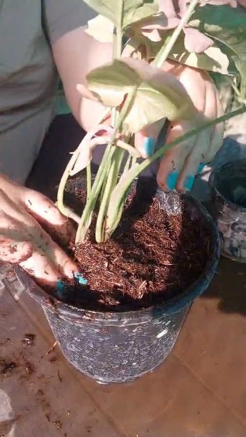 Pine needle growing material being placed around a potted plant