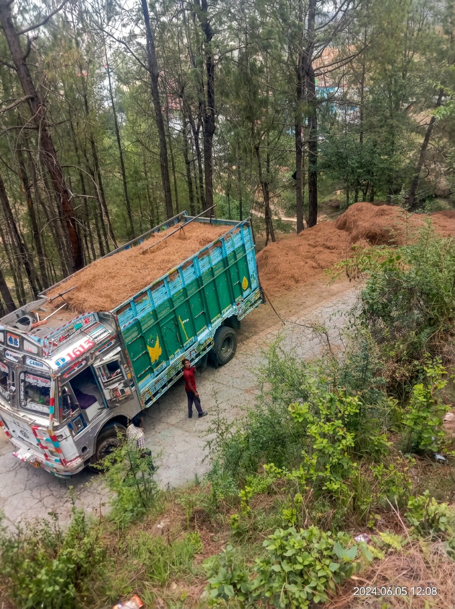 A truck loaded with collected pine needles on a forest road