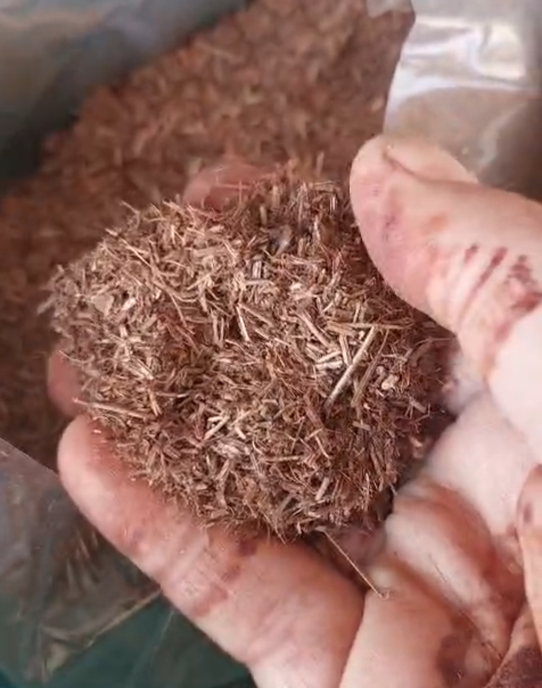 Processed pine needle material held in a hand